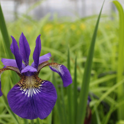 Anglo Aquatics Anglo Aquatics Iris Sibirica 9cm 3 Pack