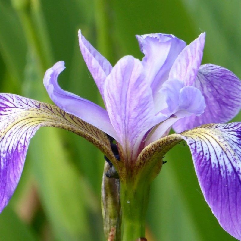 Anglo Aquatics Anglo Aquatics Iris Versicolor 9cm