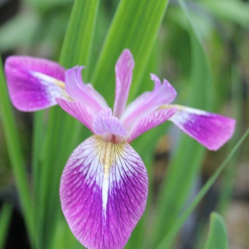 Anglo Aquatics Anglo Aquatics Iris Versicolor 'Kermesina' 1 Litre 3 Pack