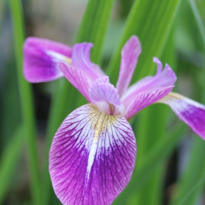 Anglo Aquatics Anglo Aquatics Iris Versicolor 'Kermesina' 1 Litre 3 Pack