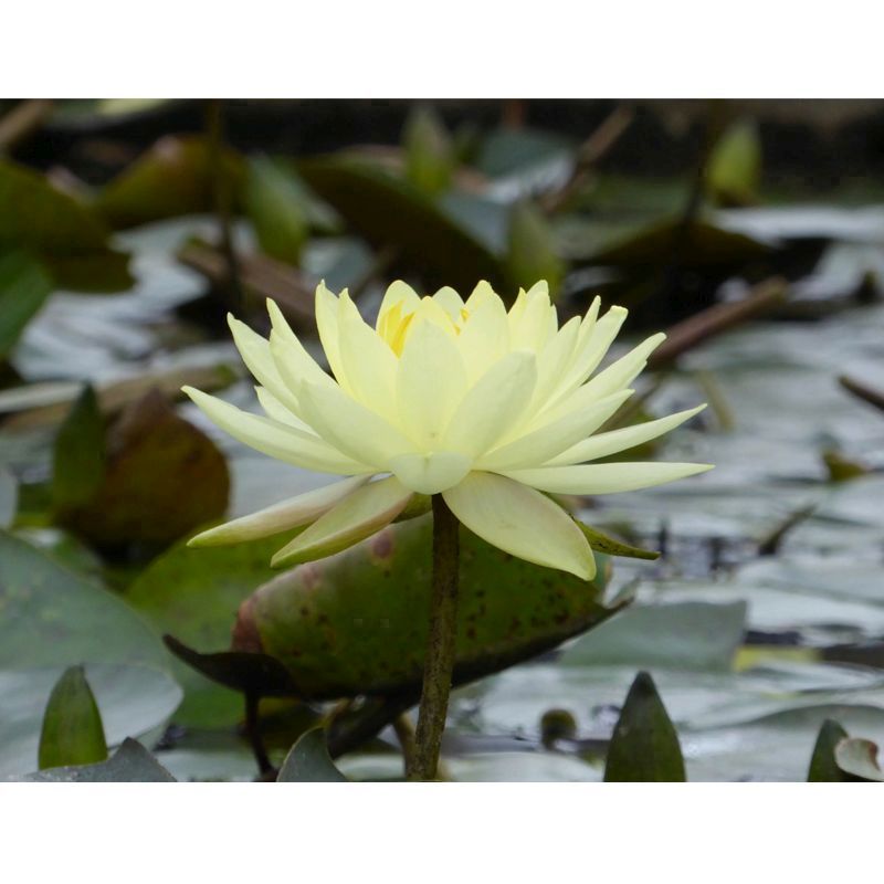 Anglo Aquatics Nymphaea Joey Tomocik 3 Litre