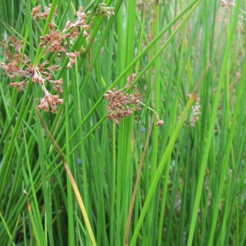 Anglo Aquatics Anglo Aquatics Juncus Effusus 9cm