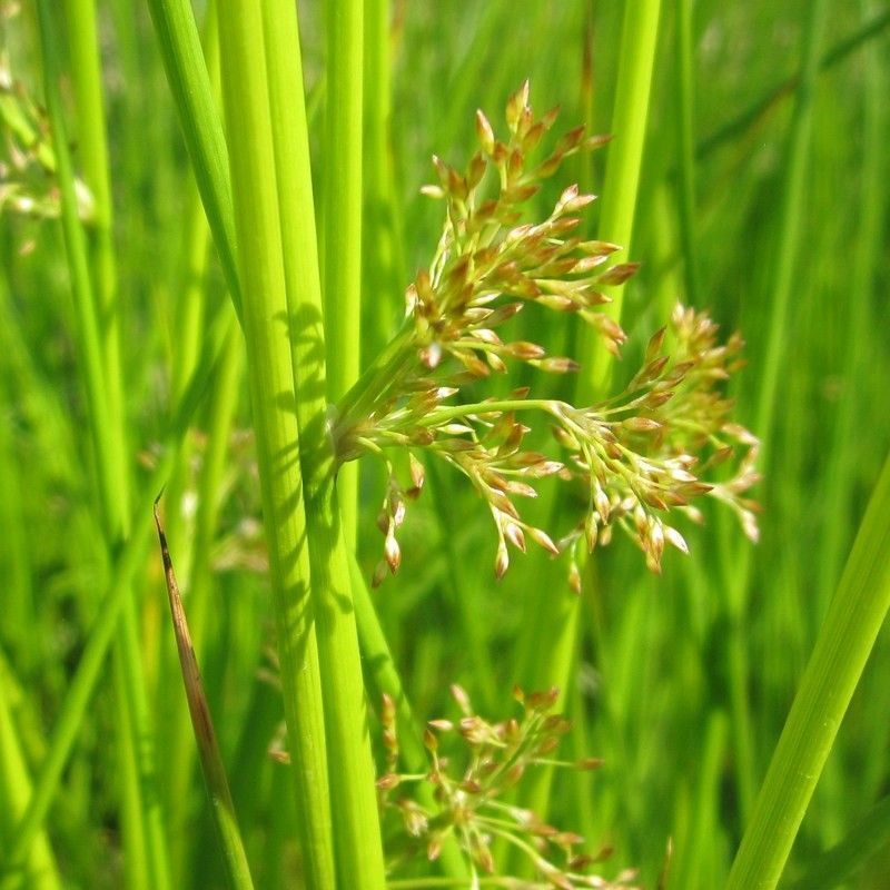 Anglo Aquatics Anglo Aquatics Juncus Effusus 9cm