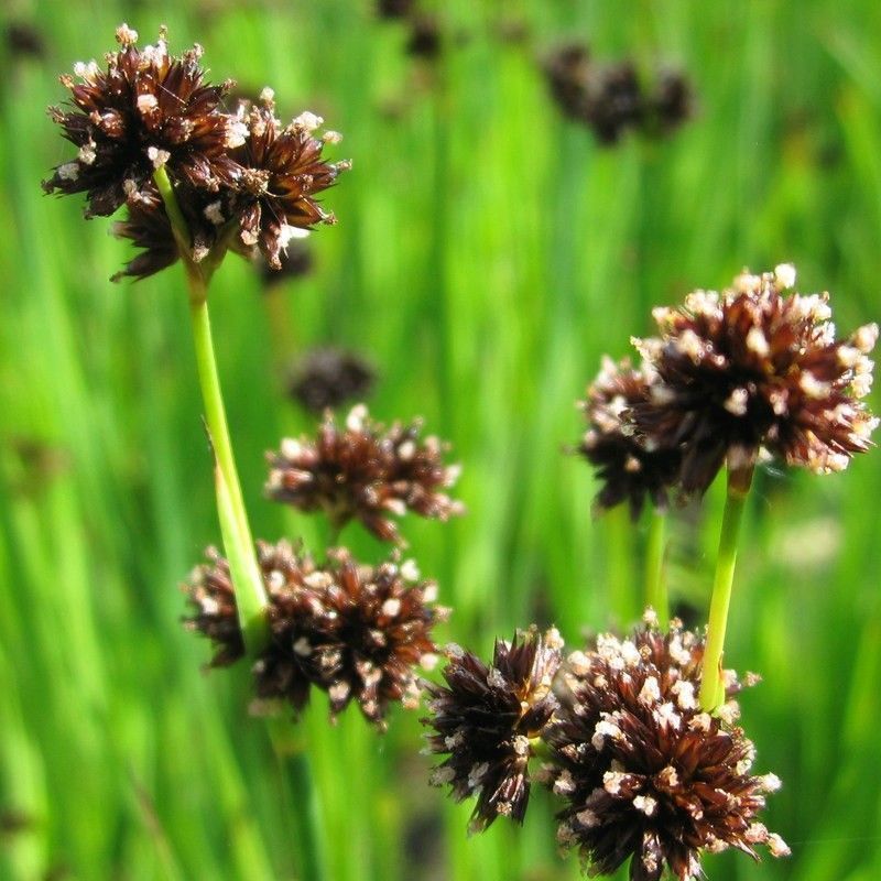 Anglo Aquatics Anglo Aquatics Juncus Ensifolius 9cm