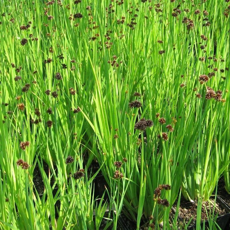 Anglo Aquatics Anglo Aquatics Juncus Ensifolius 9cm