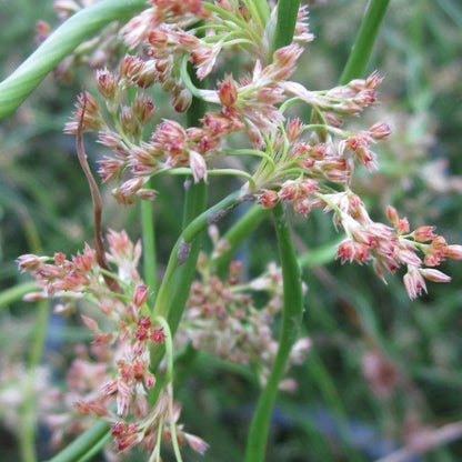 Anglo Aquatics Anglo Aquatics Juncus Effusus Spiralis 9cm