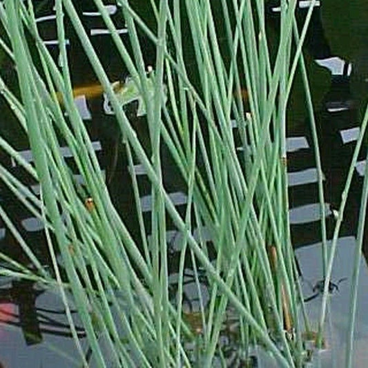 Anglo Aquatics Anglo Aquatics Juncus Inflexus 5 Litre