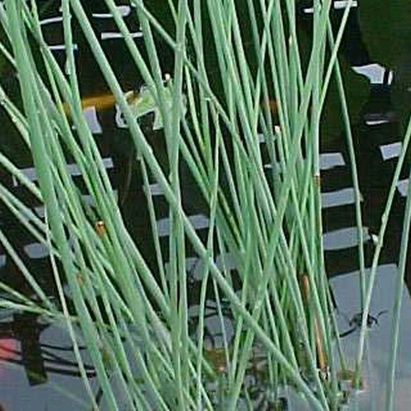 Anglo Aquatics Anglo Aquatics Juncus Inflexus 3 Litre