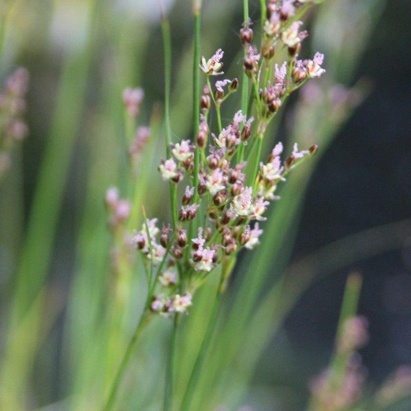 Anglo Aquatics Anglo Aquatics Juncus Maritimus 9cm