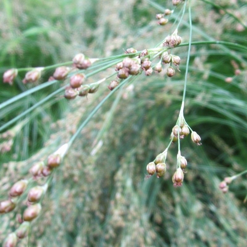 DIS : Anglo Aquatics Juncus Maritimus 3 Litre