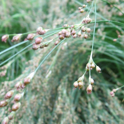 Anglo Aquatics Anglo Aquatics Juncus Maritimus 1 Litre