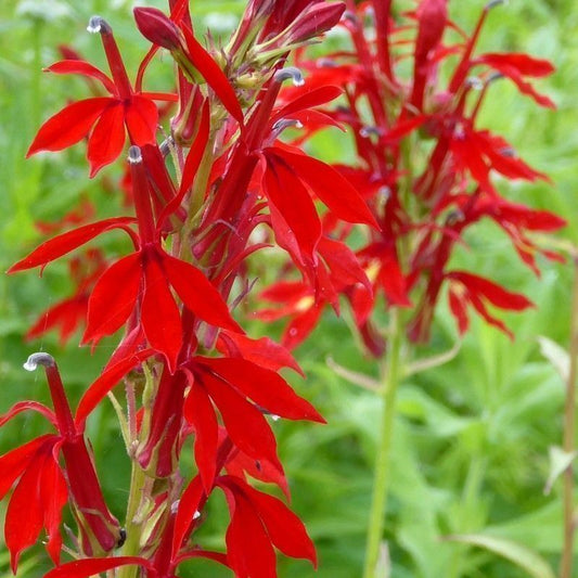 Anglo Aquatics Anglo Aquatics Lobelia Cardinalis 1 Litre 3 Pack