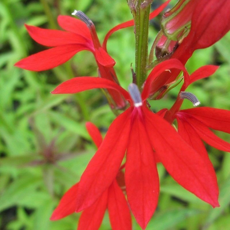 Anglo Aquatics Anglo Aquatics Lobelia Cardinalis 1 Litre 3 Pack