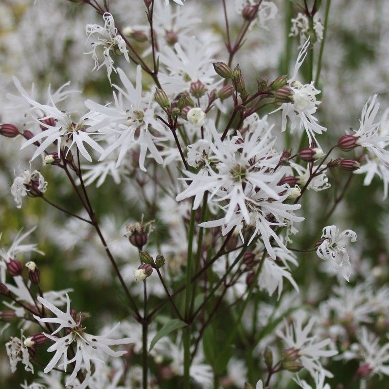 Anglo Aquatics Anglo Aquatics Lychnis Flos-Cuculi 'White Robin' 9cm