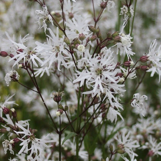 Anglo Aquatics Anglo Aquatics Lychnis Flos-Cuculi 'White Robin' 1 Litre 3 Pack