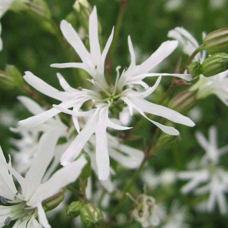 Anglo Aquatics Anglo Aquatics Lychnis Flos-Cuculi 'White Robin' 9cm