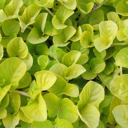 Anglo Aquatics Anglo Aquatics Lysimachia Nummularia Aurea 9cm 3 Pack