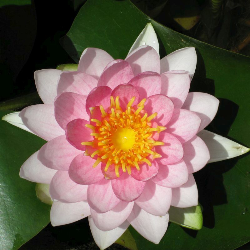 Anglo Aquatics Anglo Aquatics Nymphaea Madame Wilfron Gonnere 10 Litre