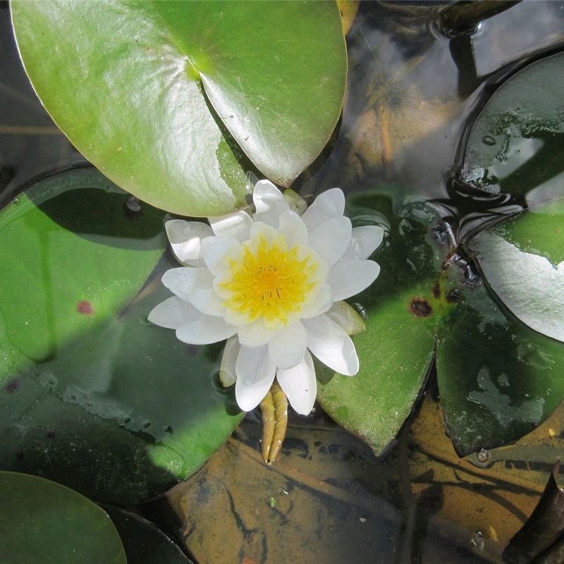 Anglo Aquatics Anglo Aquatics Nymphaea Marliacea Albida 3 Litre