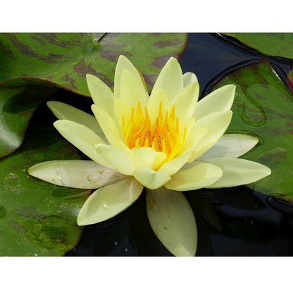 Anglo Aquatics Nymphaea Marliacea Chromatella 30 Litre