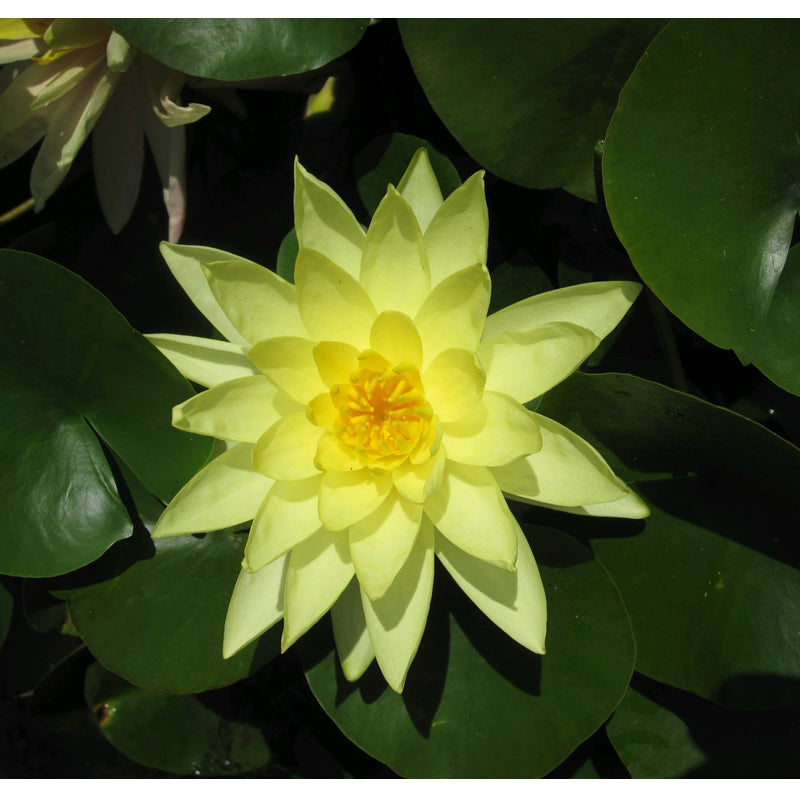 Anglo Aquatics Nymphaea Marliacea Chromatella 30 Litre