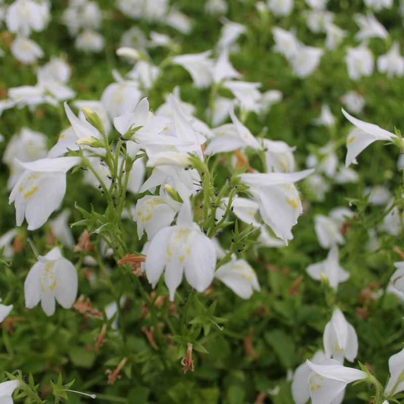 Anglo Aquatics Anglo Aquatics Mazus Reptans 'Alba' 9cm