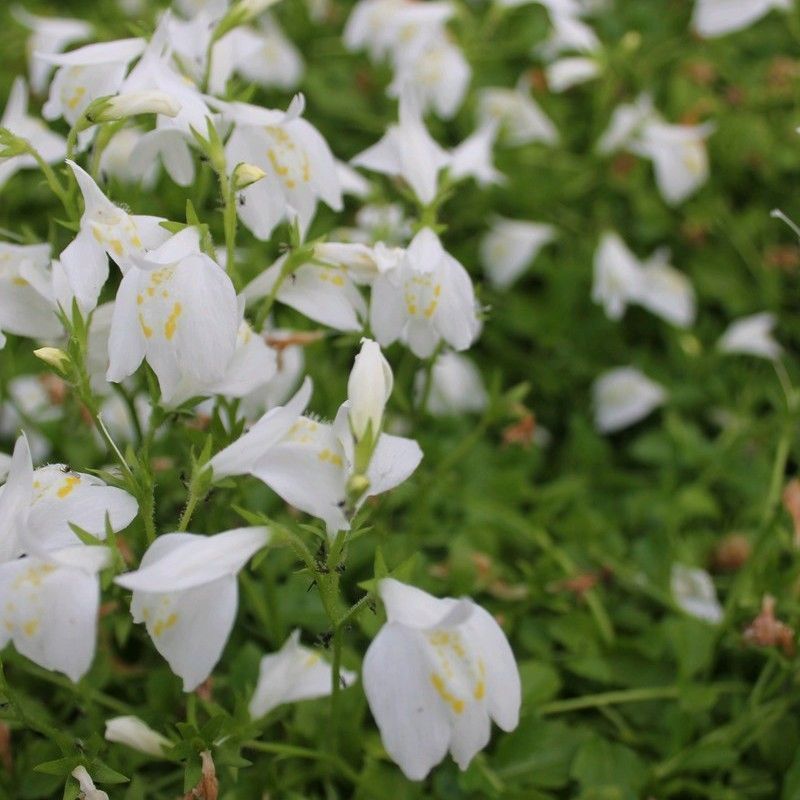 Anglo Aquatics Anglo Aquatics Mazus Reptans 'Alba' 9cm