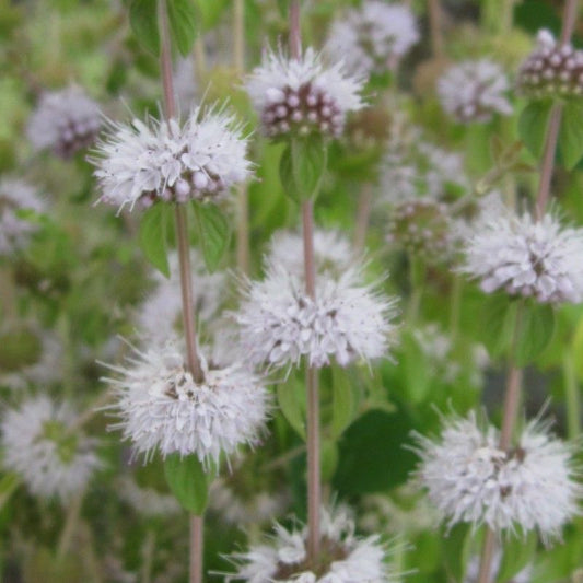 Anglo Aquatics Anglo Aquatics Mentha Pulegium 9cm