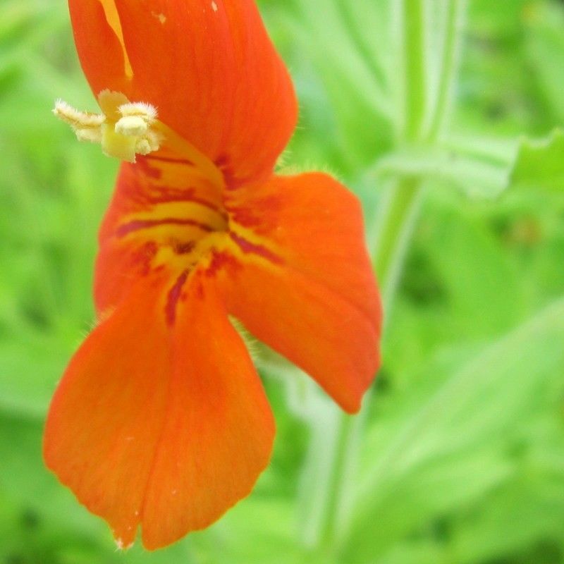 Anglo Aquatics Anglo Aquatics Mimulus Cardinalis 9cm