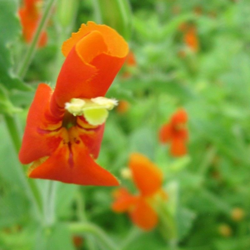 Anglo Aquatics Anglo Aquatics Mimulus Cardinalis 9cm 3 Pack