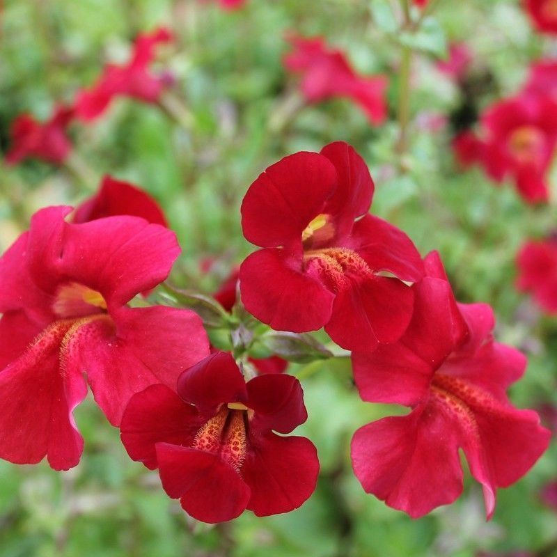 Anglo Aquatics Anglo Aquatics Mimulus Cupreus 'Red Emperor' 1 Litre 3 Pack