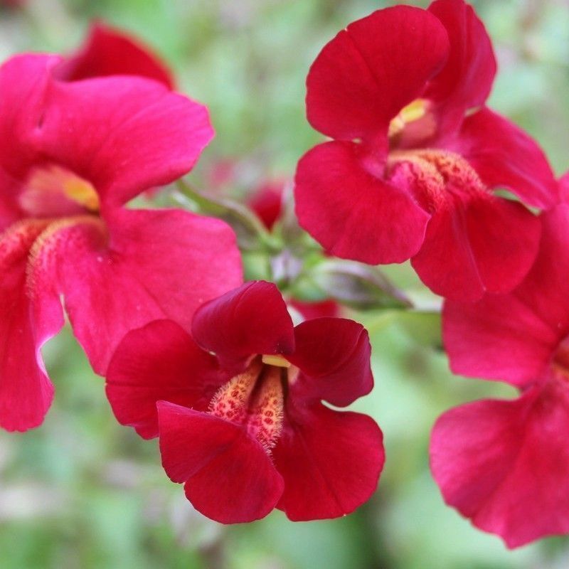 Anglo Aquatics Anglo Aquatics Mimulus Cupreus 'Red Emperor' 1 Litre 3 Pack