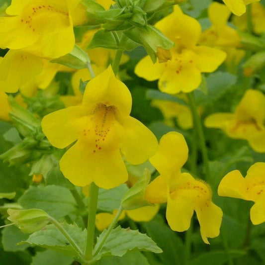 Anglo Aquatics Anglo Aquatics Mimulus Guttatus 1 Litre 3 Pack