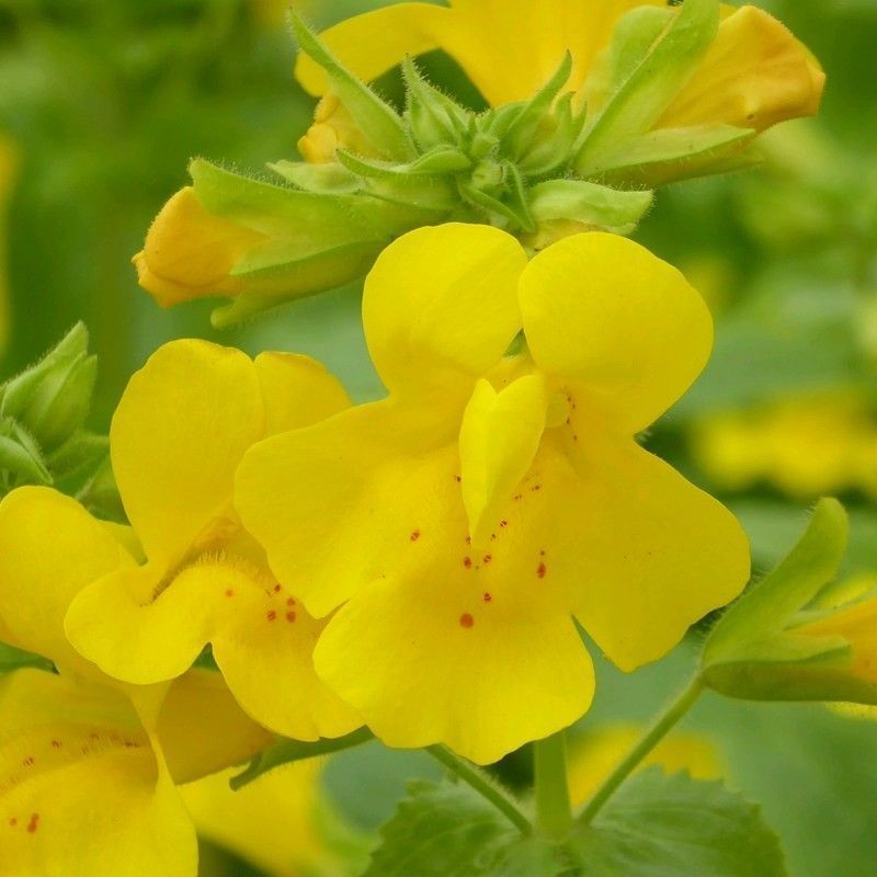 Anglo Aquatics Anglo Aquatics Mimulus Guttatus 1 Litre 3 Pack