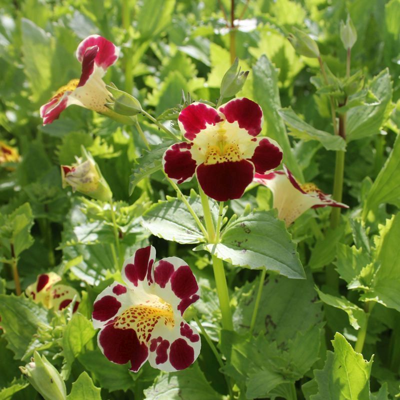 Anglo Aquatics Anglo Aquatics Mimulus Luteus 'Queens Prize' 9cm