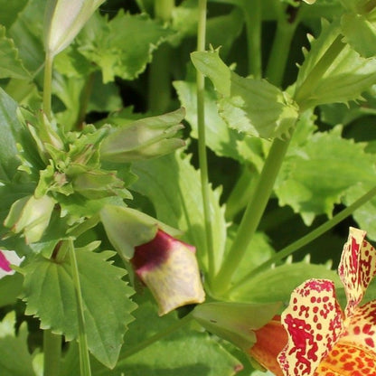 Anglo Aquatics Anglo Aquatics Mimulus Luteus 'Queens Prize' 9cm 3 Pack