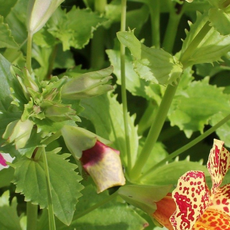 Anglo Aquatics Anglo Aquatics Mimulus Luteus 'Queens Prize' 1 Litre 3 Pack