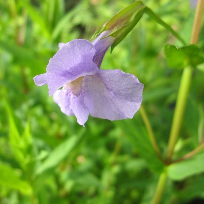 Anglo Aquatics Anglo Aquatics Mimulus Ringens 9cm 3 Pack