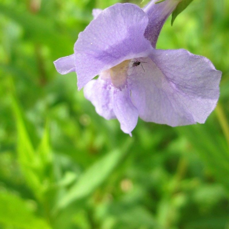 Anglo Aquatics Anglo Aquatics Mimulus Ringens 9cm 3 Pack