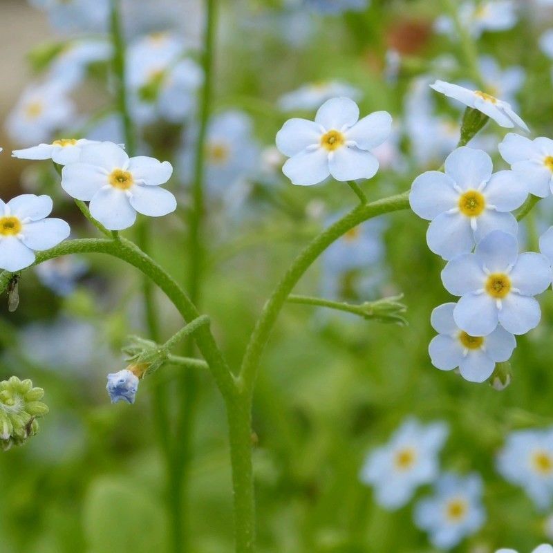 Anglo Aquatics Anglo Aquatics Myosotis Scorpioides 9cm 3 Pack