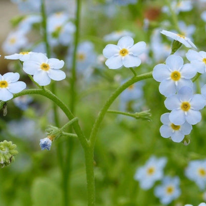 Anglo Aquatics Anglo Aquatics Myosotis Scorpioides 3 Litre