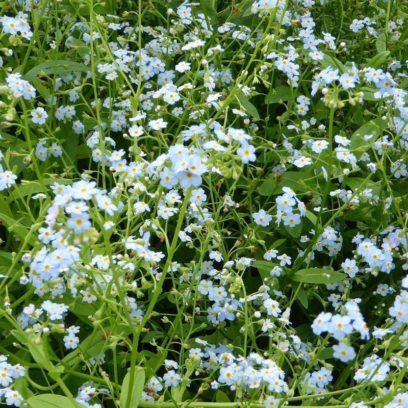 Anglo Aquatics Anglo Aquatics Myosotis Scorpioides 3 Litre