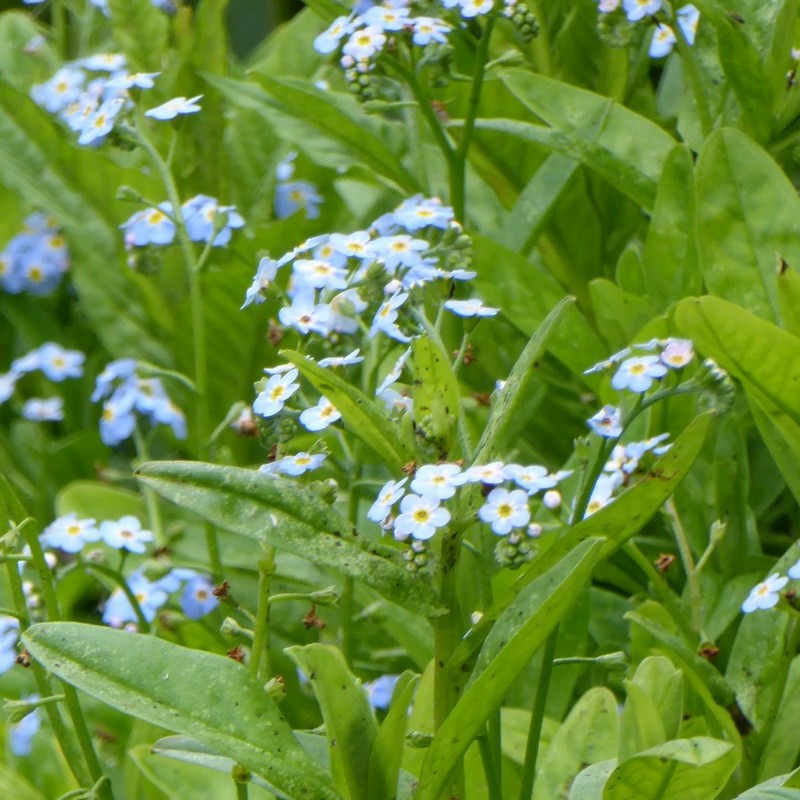 Anglo Aquatics Anglo Aquatics Myosotis Scorpioides 3 Litre