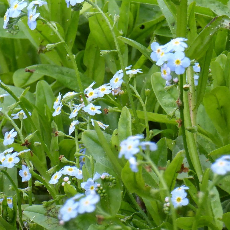 Anglo Aquatics Anglo Aquatics Myosotis Scorpioides 9cm 3 Pack