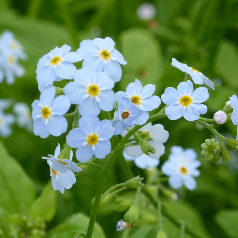 Anglo Aquatics Anglo Aquatics Myosotis Scorpioides 3 Litre