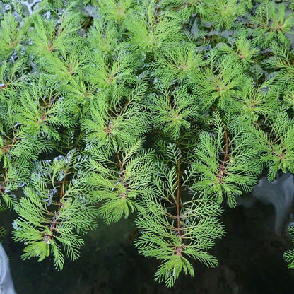 Anglo Aquatics Anglo Aquatics Myriophyllum Brasiliensis Red Stem 9cm 3 Pack