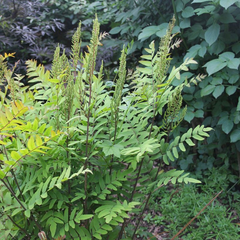 Anglo Aquatics Osmunda Regalis 9cm 3 Pack