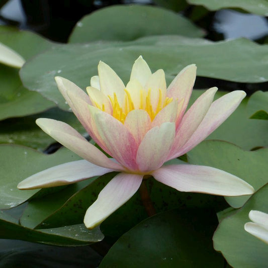 Anglo Aquatics Anglo Aquatics Nymphaea Paul Hariot 30 Litre