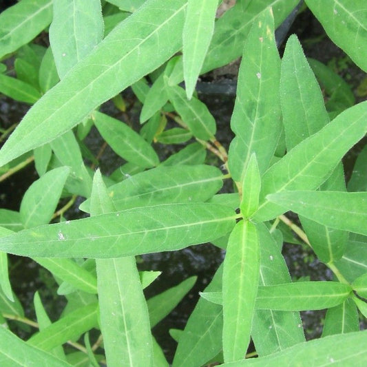 Anglo Aquatics Anglo Aquatics Persicaria Amphibia 3 Litre