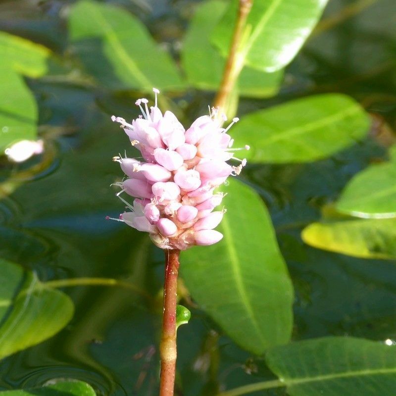 Anglo Aquatics Anglo Aquatics Persicaria Amphibia 9cm 3 Pack